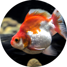Types of top goldfish with pictures